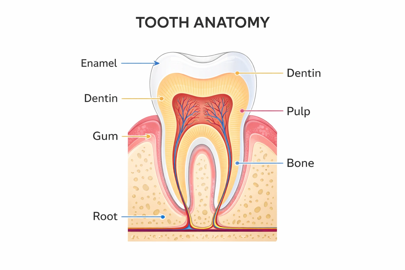 how to maintain healthy teeth with a detailed tooth anatomy diagram showing enamel dentin pulp root and gums